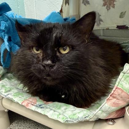 Enlarge Scruffy, an adoptable Domestic Long Hair in Lansing, MI image 2/3