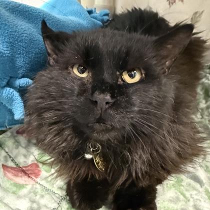 Enlarge Scruffy, an adoptable Domestic Long Hair in Lansing, MI image 3/3