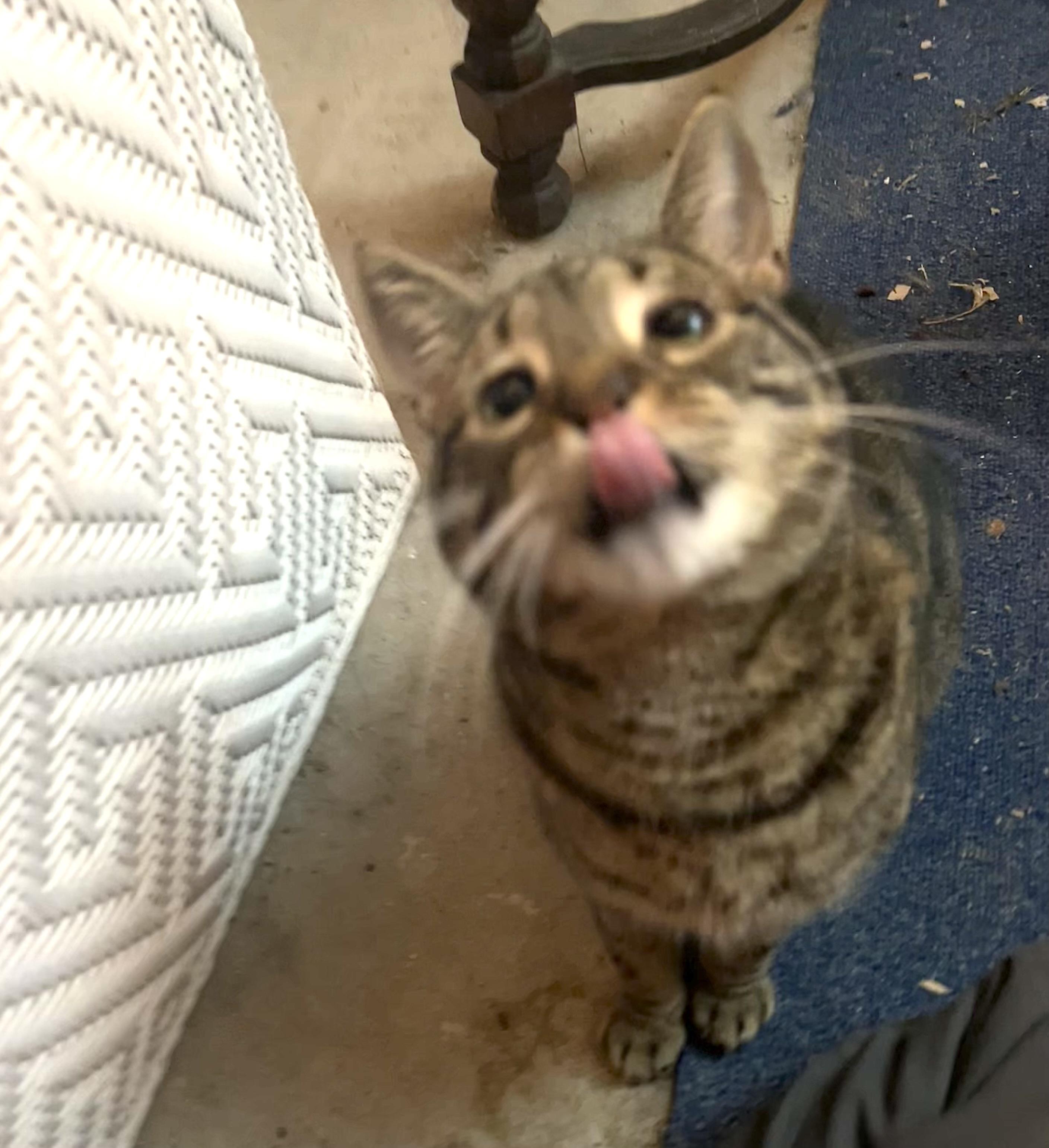 Enlarge Cat Power, the affectionate diva for those who appreciate grrl cat energy, a Adoptable Domestic Short Hair in South Burlington, VT image 3/6