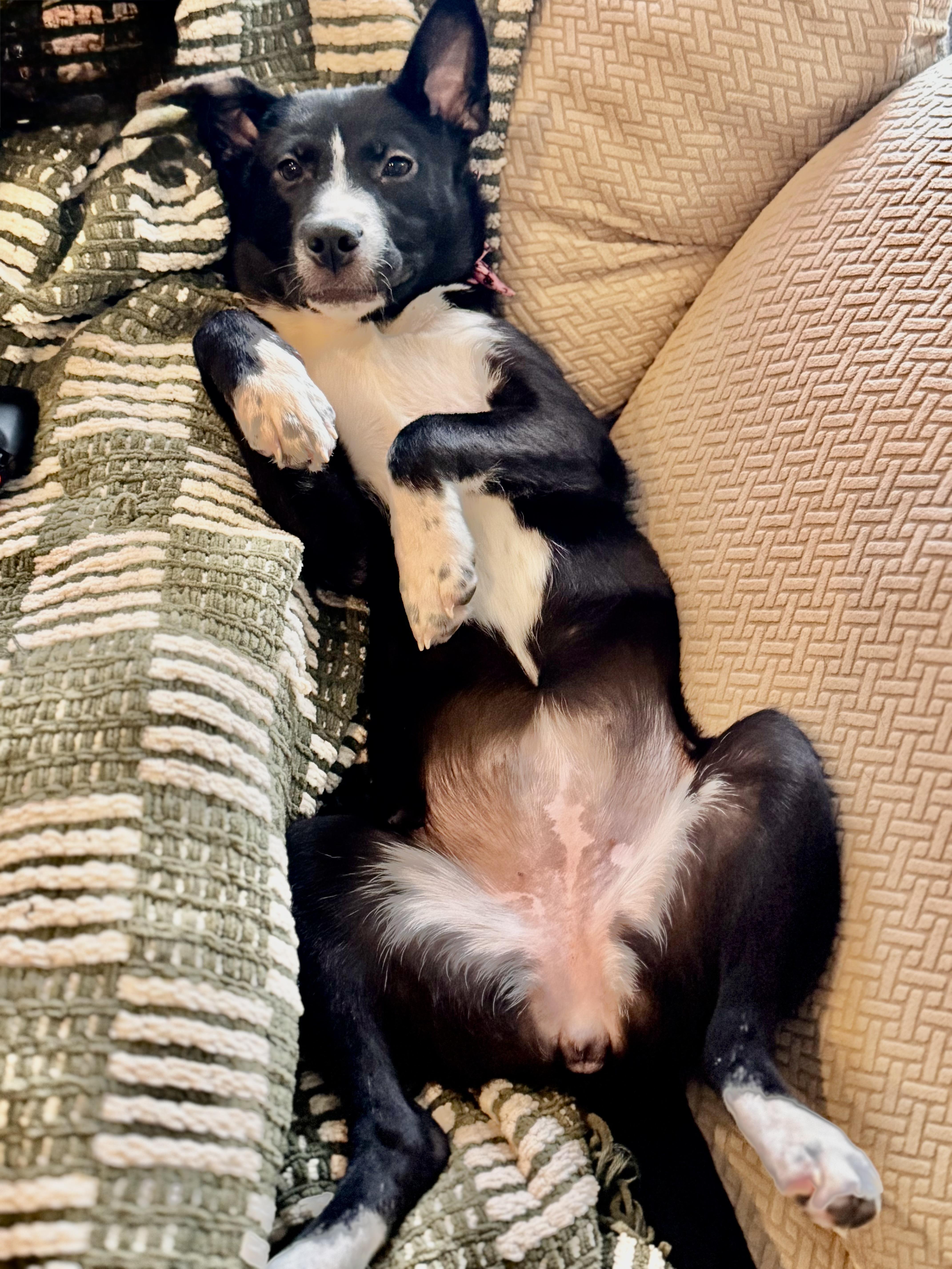 Minnie!!, ADOPTABLE, Puppy Female Black Labrador Retriever.