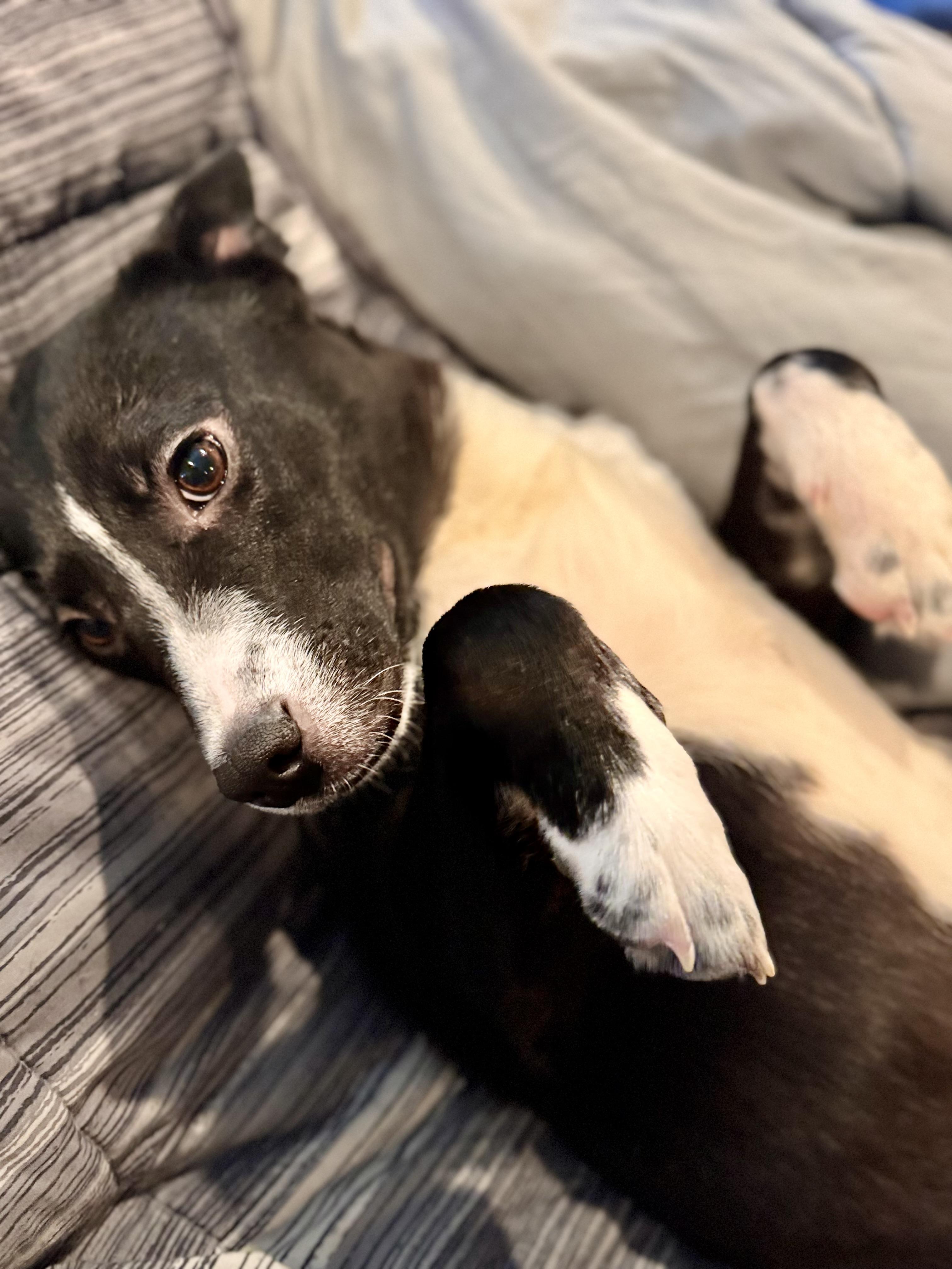 Enlarge Minnie!!, a ADOPTABLE mixed breed in Newton, NJ image 2/3