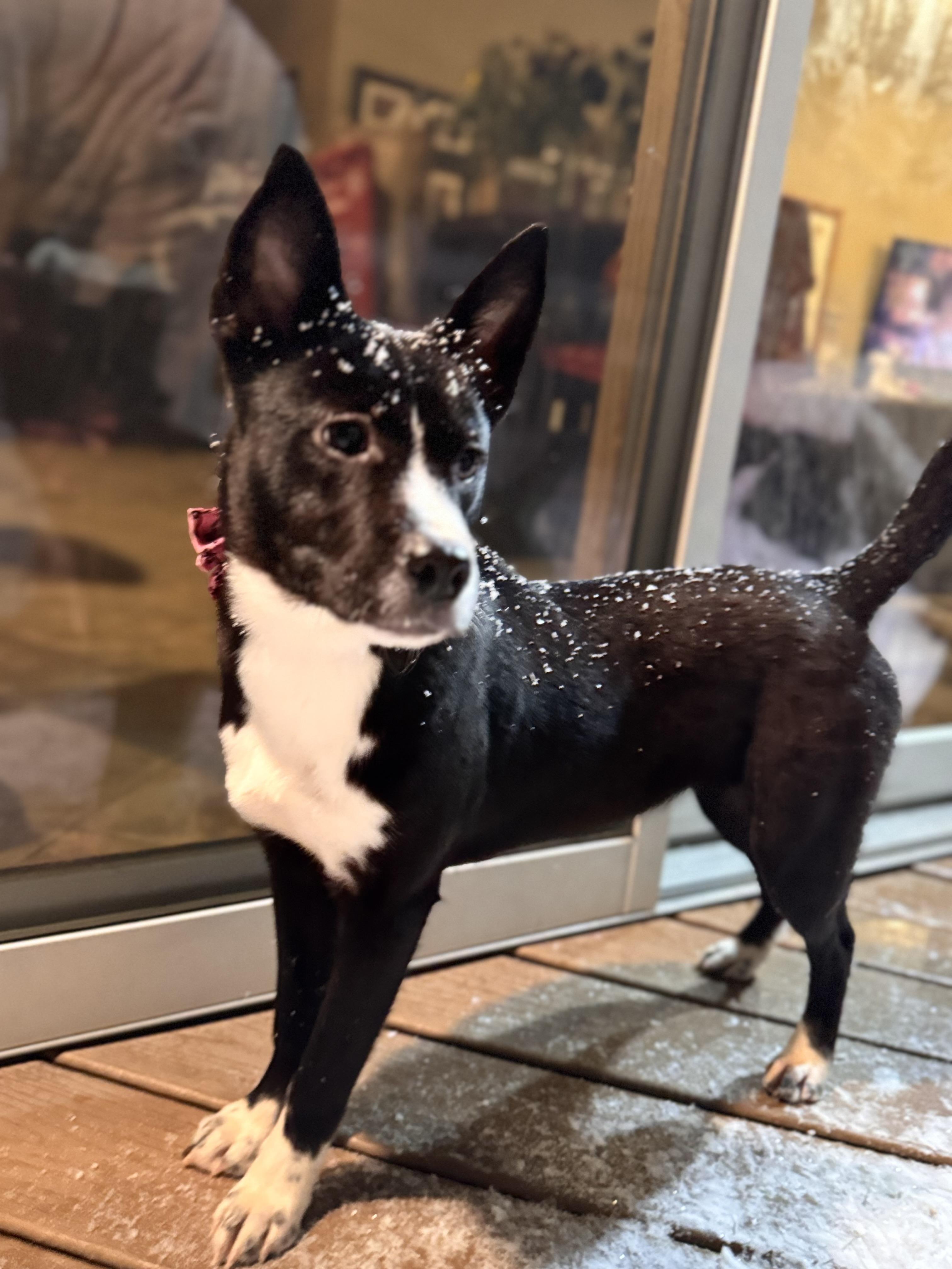 Enlarge Minnie!!, a ADOPTABLE mixed breed in Newton, NJ image 3/3