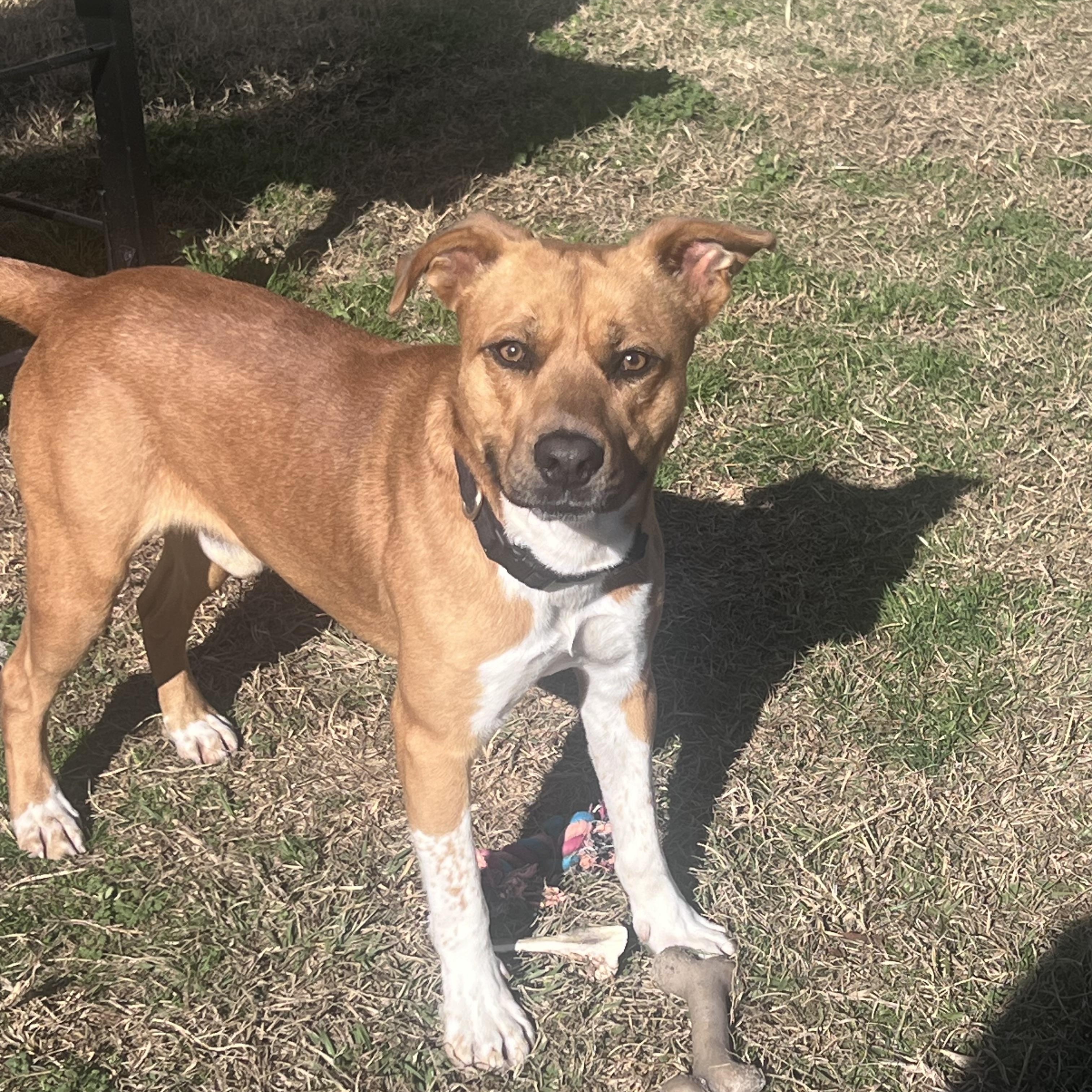 Enlarge Jethro , a ADOPTABLE mixed breed in Columbia, SC image 4/4