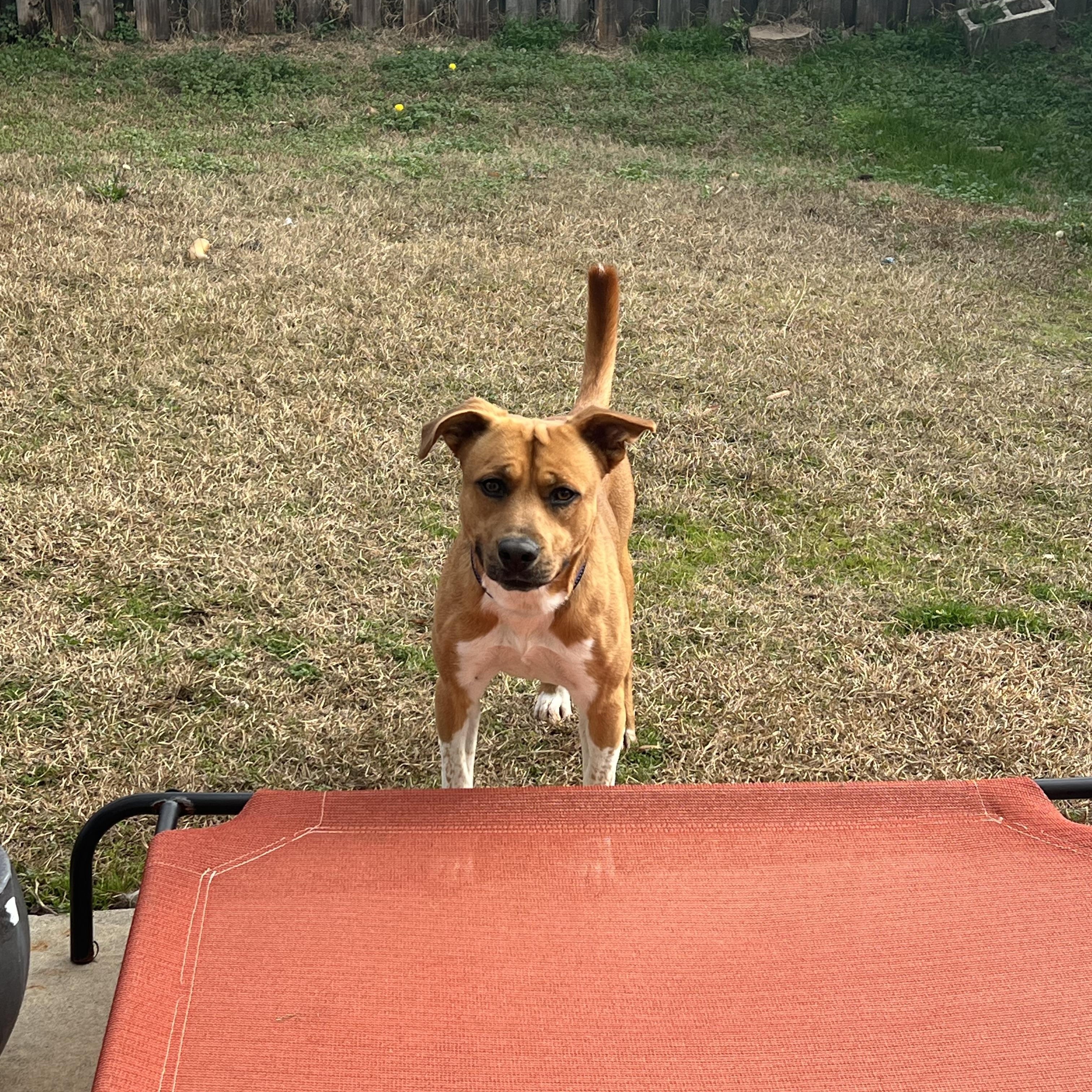 Enlarge Jethro , a ADOPTABLE mixed breed in Columbia, SC image 1/4