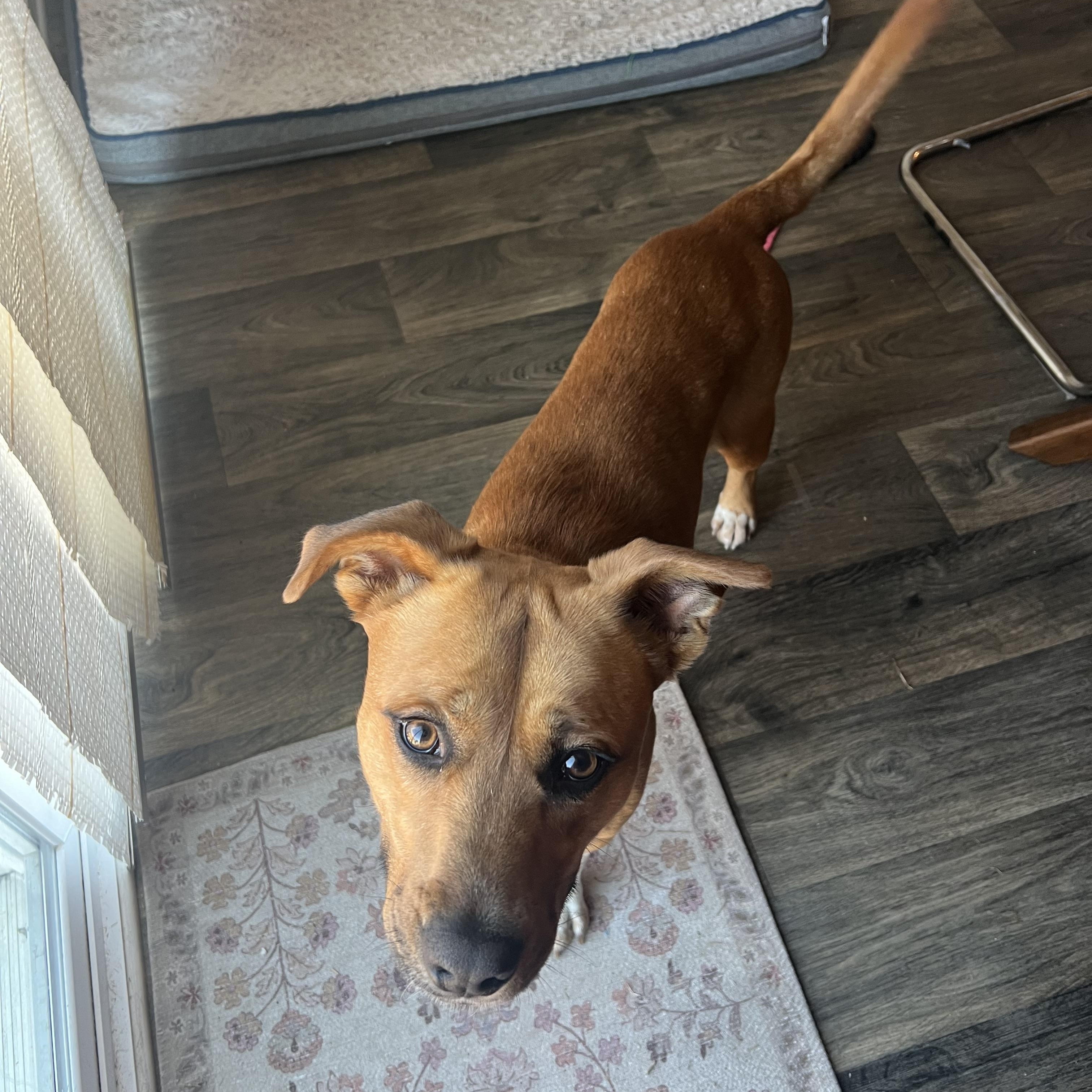 Enlarge Jethro , a ADOPTABLE mixed breed in Columbia, SC image 2/4