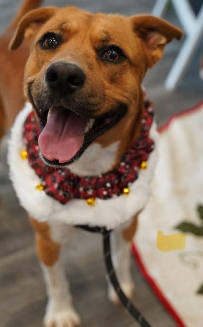 Enlarge Jethro , a ADOPTABLE mixed breed in Columbia, SC image 3/4