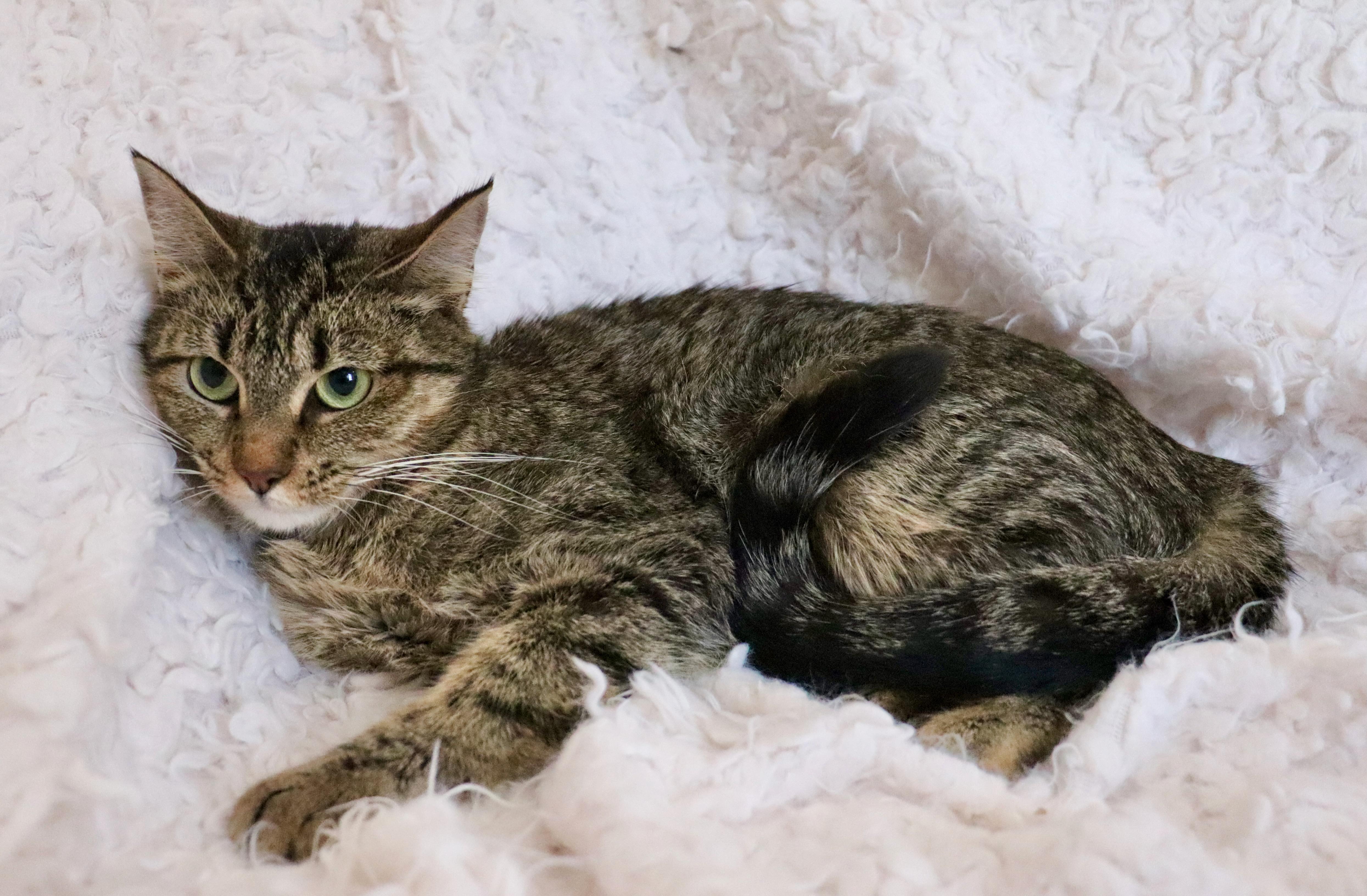 Enlarge Peso, a ADOPTABLE mixed breed in Saint Augustine, FL image 2/5