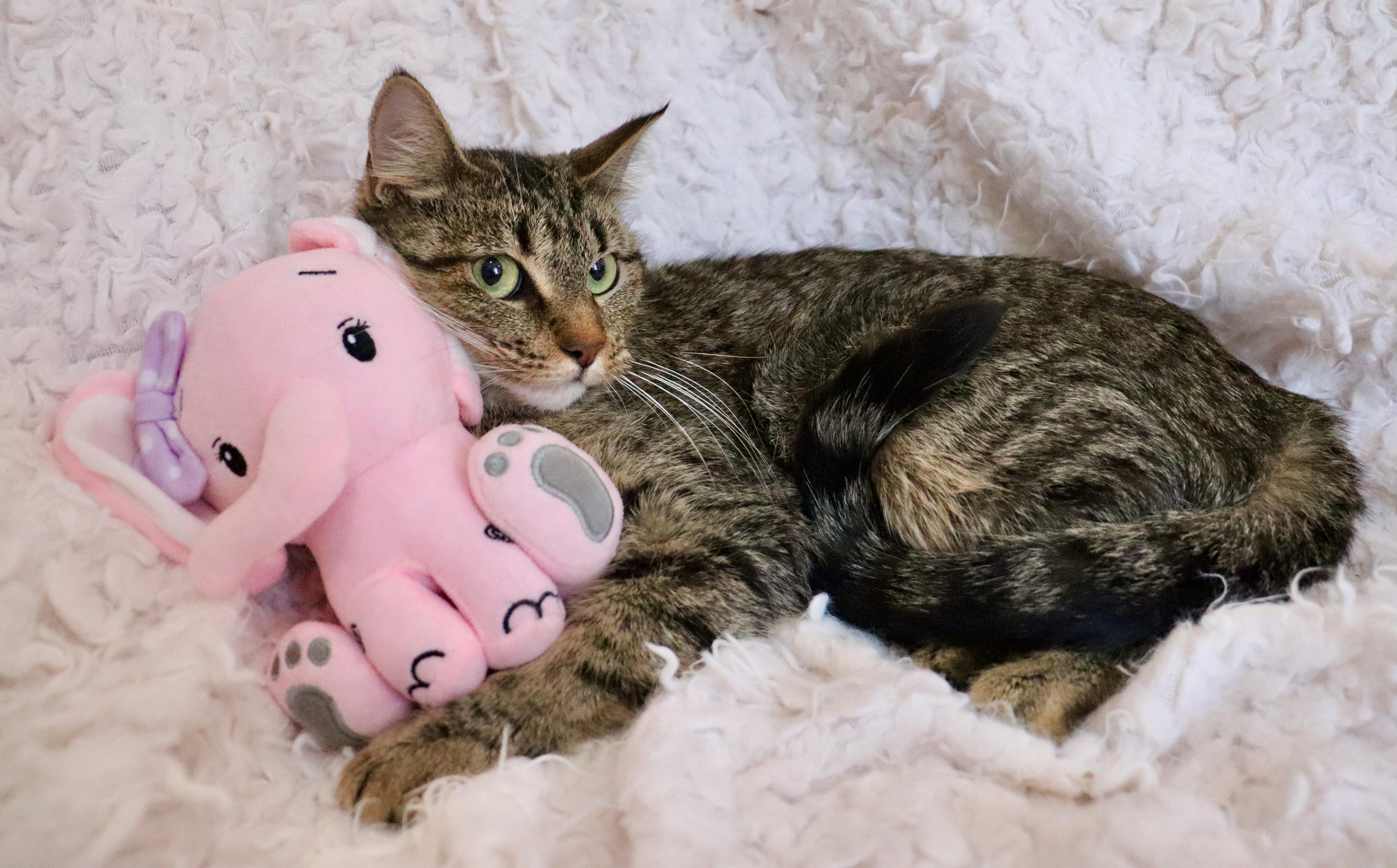 Peso, ADOPTABLE, Young Female Tabby.