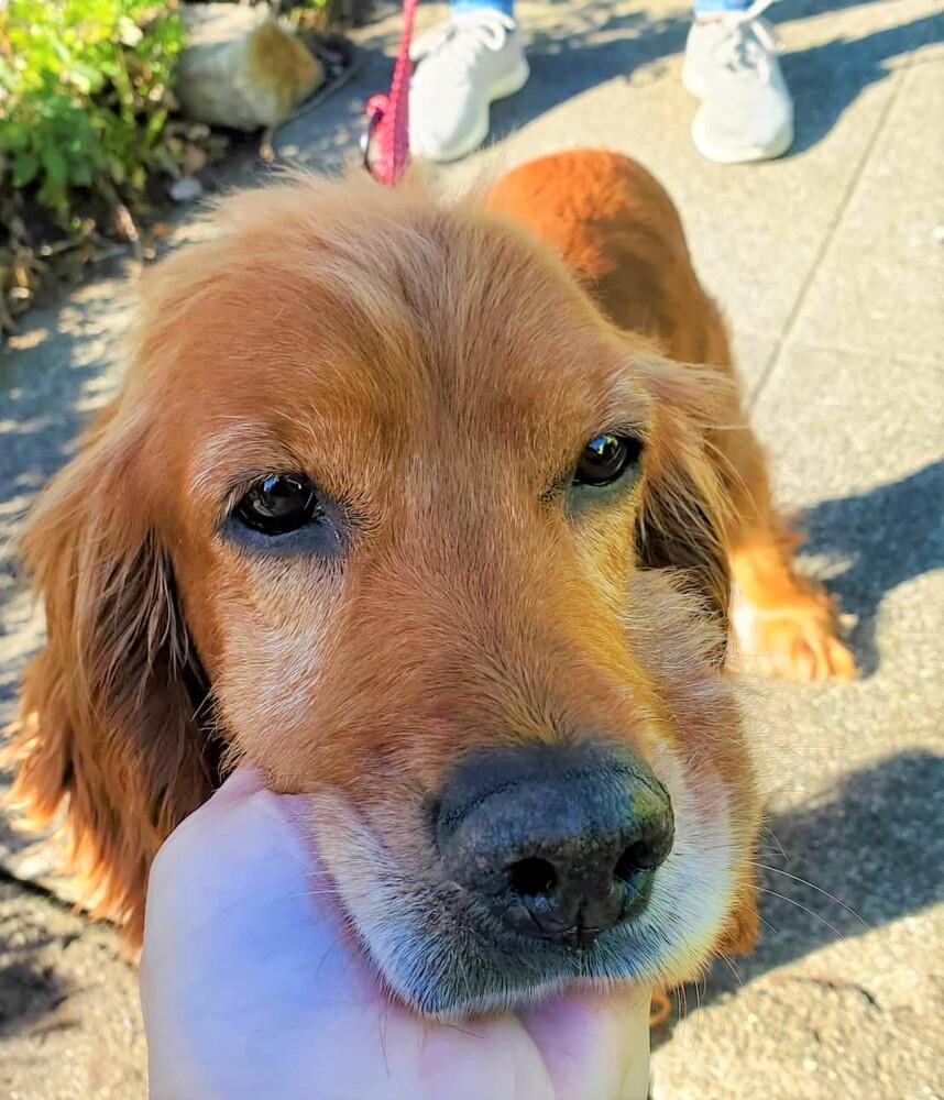 Enlarge Diego, a Adopted Cocker Spaniel in Windsor, CA image 1/5