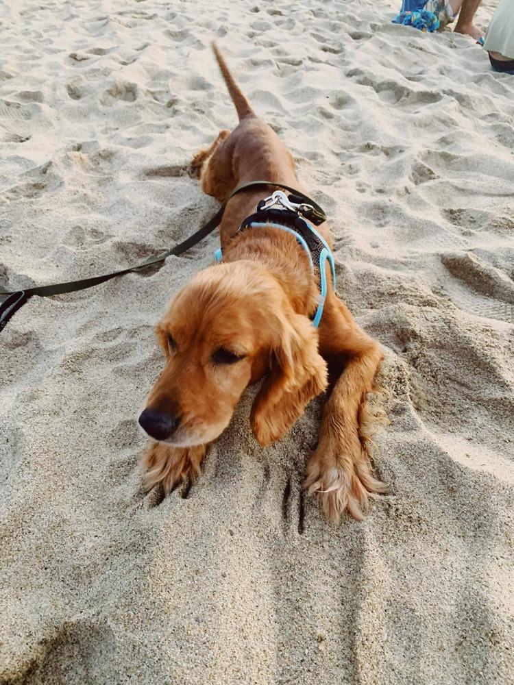 Diego, Adopted, Adult Male Cocker Spaniel.