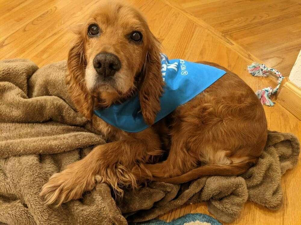 Enlarge Diego, a Adopted Cocker Spaniel in Windsor, CA image 3/5