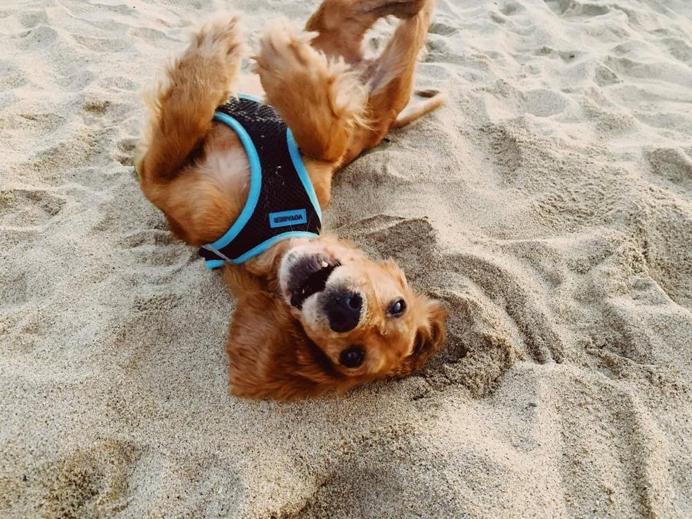 Enlarge Diego, a Adopted Cocker Spaniel in Windsor, CA image 4/5