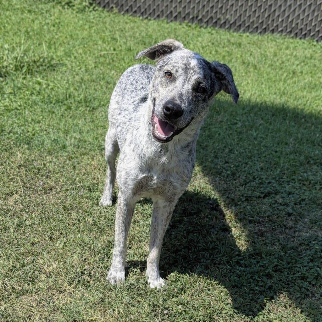 Enlarge Sparky, a Adoptable Australian Cattle Dog / Blue Heeler in Brenham, TX image 2/6