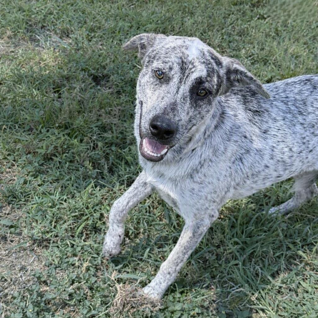 Enlarge Sparky, a Adoptable Australian Cattle Dog / Blue Heeler in Brenham, TX image 3/6