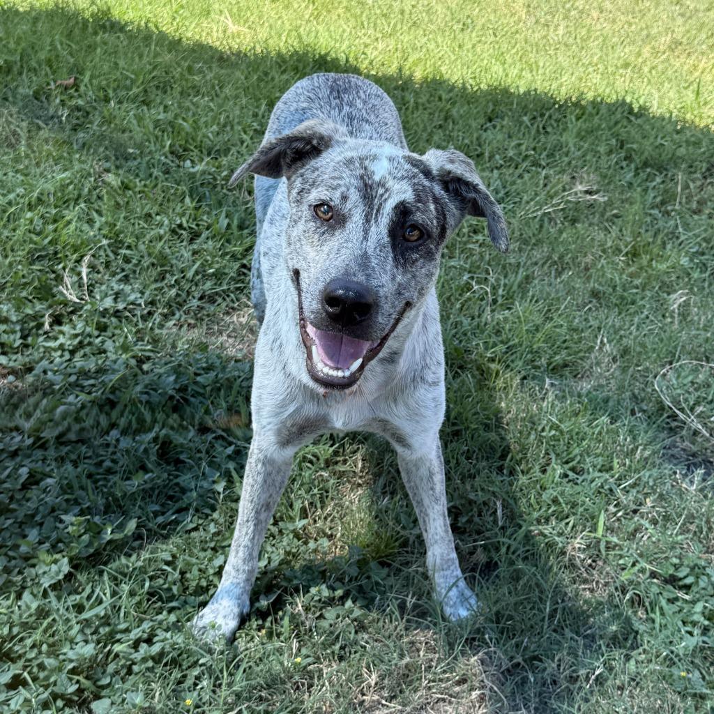 Enlarge Sparky, a Adoptable Australian Cattle Dog / Blue Heeler in Brenham, TX image 4/6