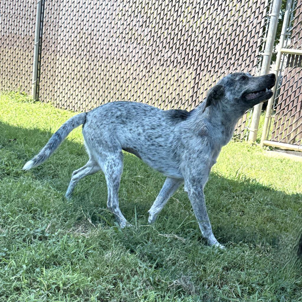 Enlarge Sparky, a Adoptable Australian Cattle Dog / Blue Heeler in Brenham, TX image 5/6