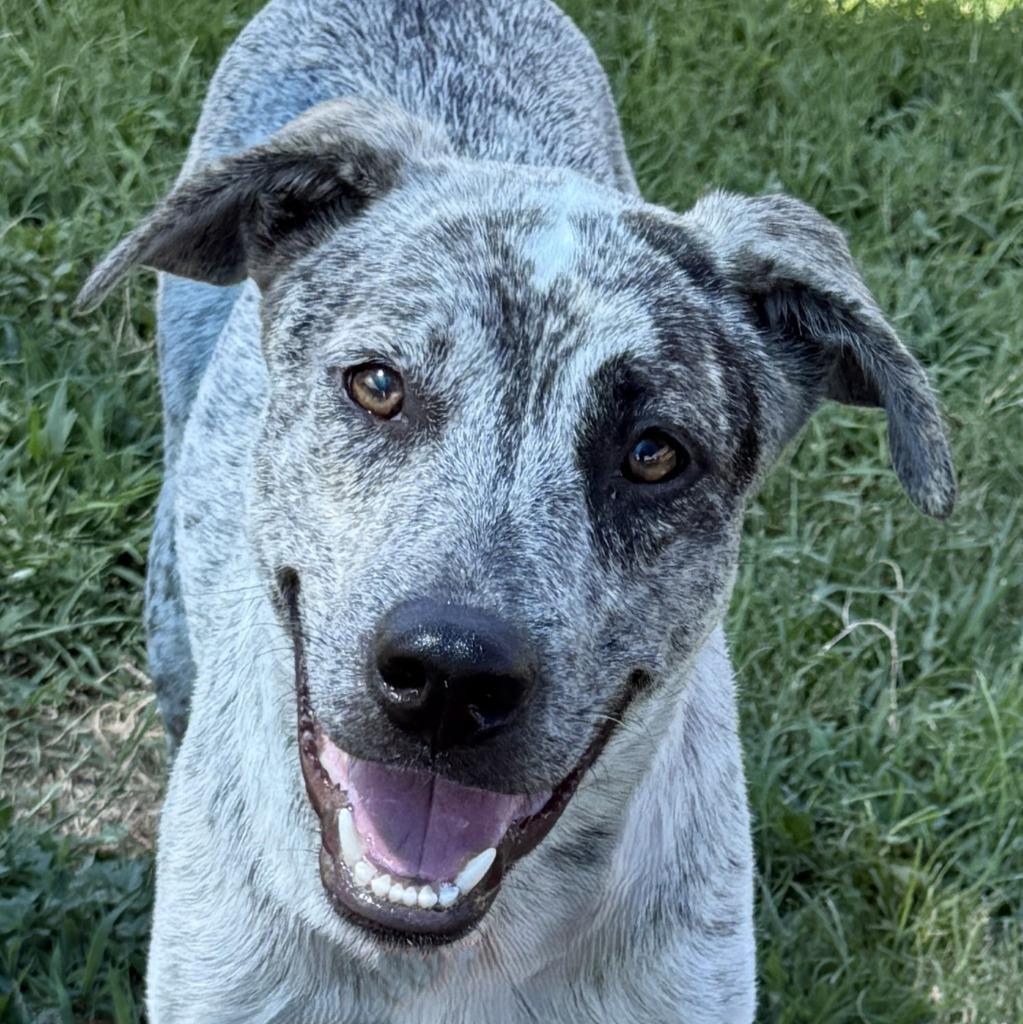 Sparky, Adoptable, Young Female Australian Cattle Dog / Blue Heeler.