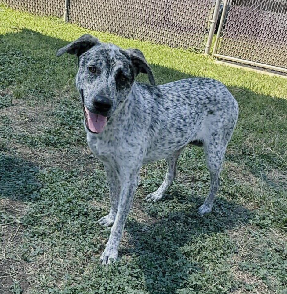 Enlarge Sparky, a Adoptable Australian Cattle Dog / Blue Heeler in Brenham, TX image 6/6