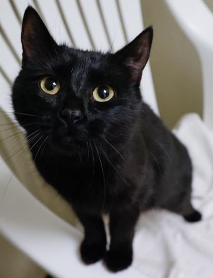 Jingle Bell, Adoptable, Young Female Domestic Short Hair & Domestic Short Hair.
