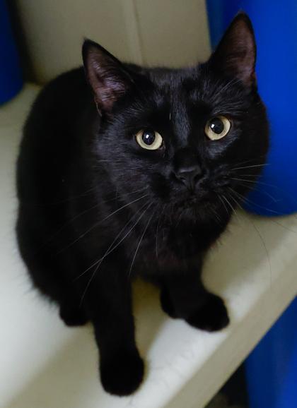 Jingle Bell, a Adoptable mixed breed in Baraboo, WI image 2/3