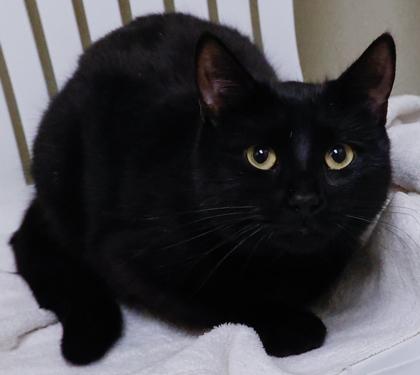 Jingle Bell, a Adoptable mixed breed in Baraboo, WI image 3/3