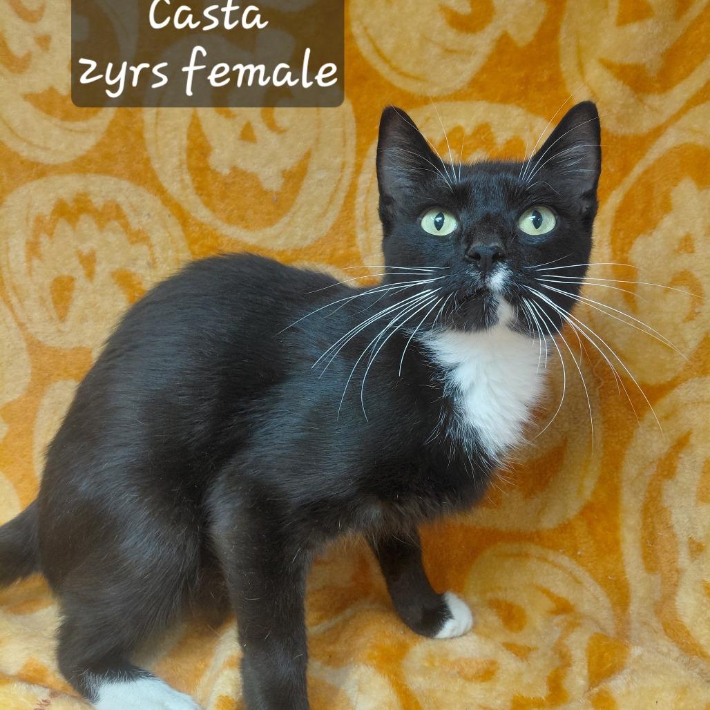 Casta, Adoptable, Adult Female Domestic Short Hair.