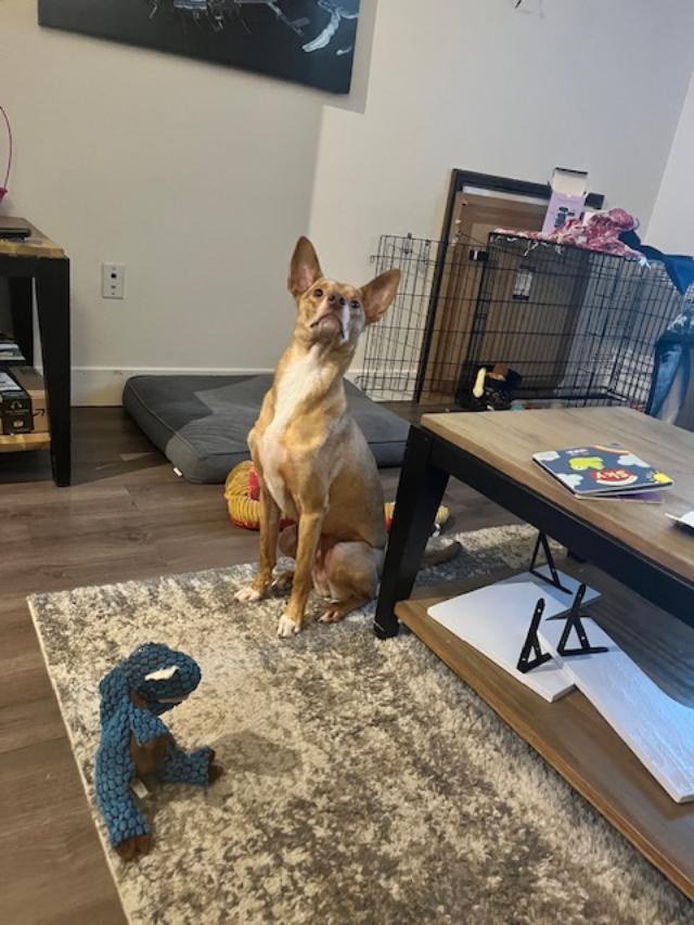 Cheto, a Adopted mixed breed in Littleton, CO image 2/2