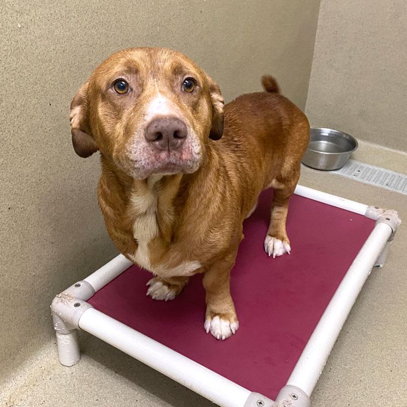 Lucky, an adopted mixed breed in Monroe, GA image 1/3