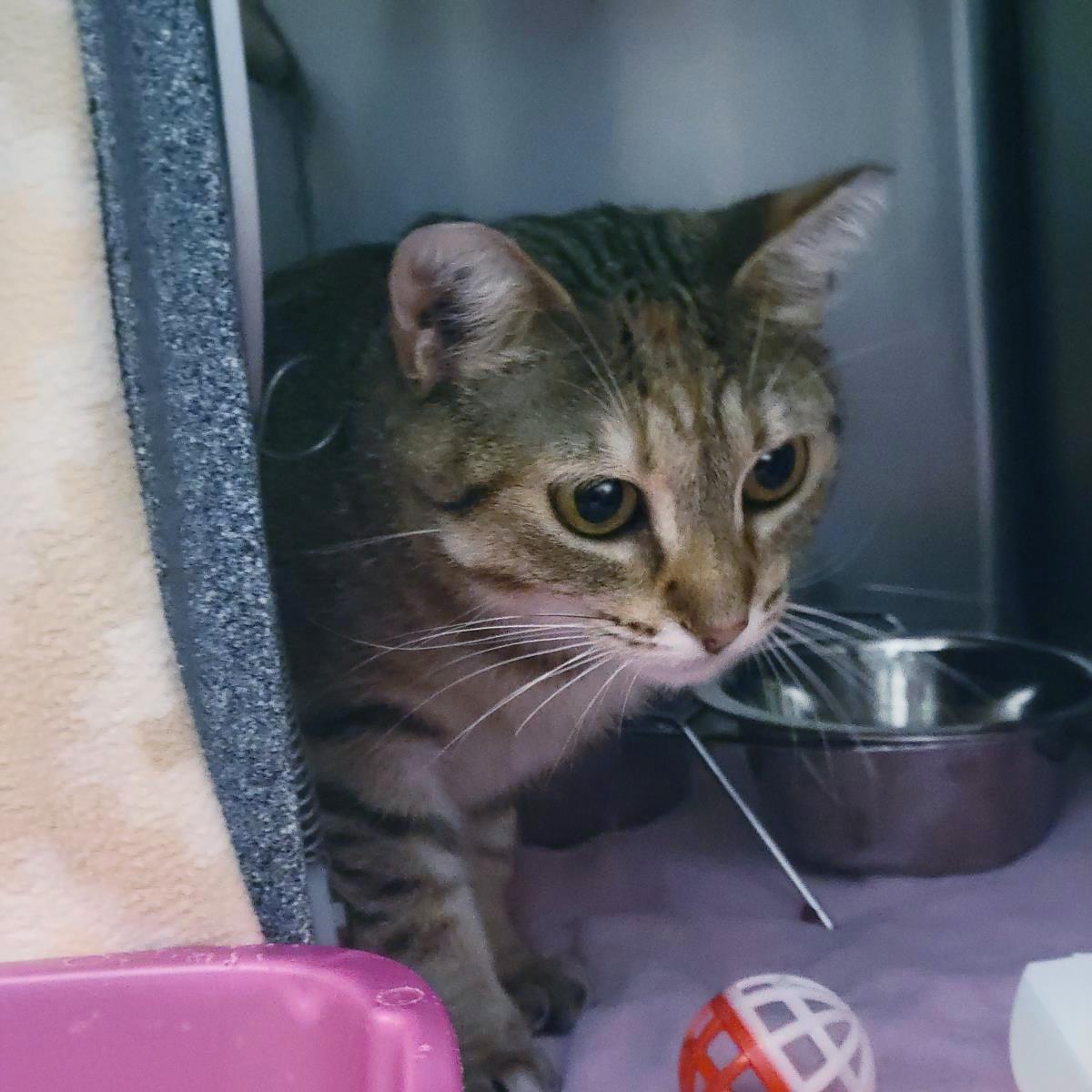 Foxheart, Adoptable, Young Female Domestic Short Hair.