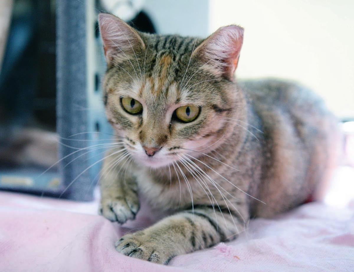 Foxheart, a Adoptable Domestic Short Hair in Plover, WI image 2/3