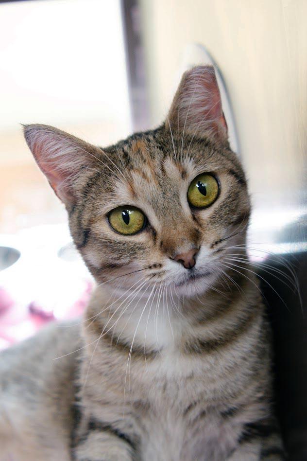 Foxheart, a Adoptable Domestic Short Hair in Plover, WI image 3/3