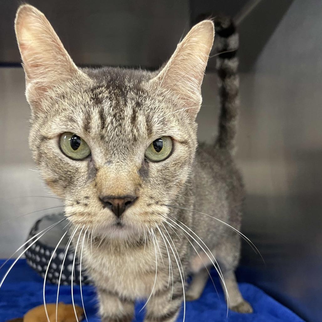 Bruce, Adoptable, Adult Male Domestic Short Hair.