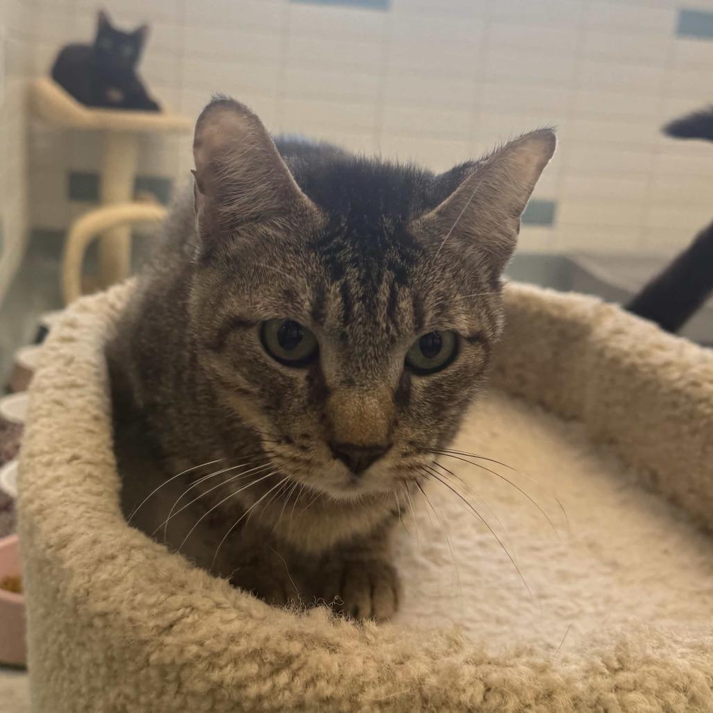Enlarge Bruce, a Adoptable Domestic Short Hair in Beaumont, TX image 2/5