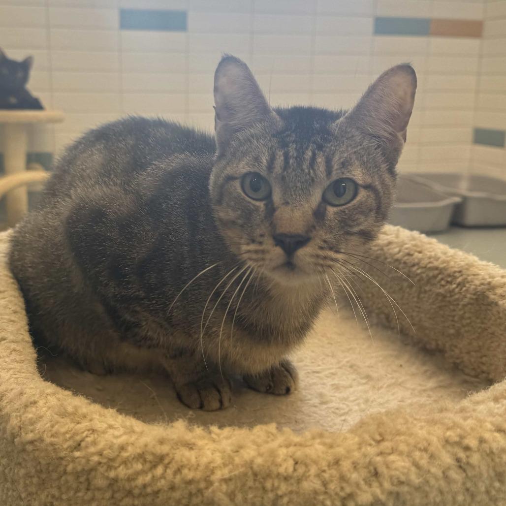 Enlarge Bruce, a Adoptable Domestic Short Hair in Beaumont, TX image 3/5