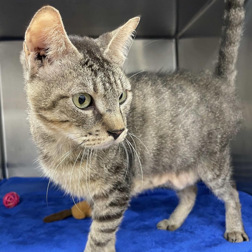 Enlarge Bruce, a Adoptable Domestic Short Hair in Beaumont, TX image 4/5
