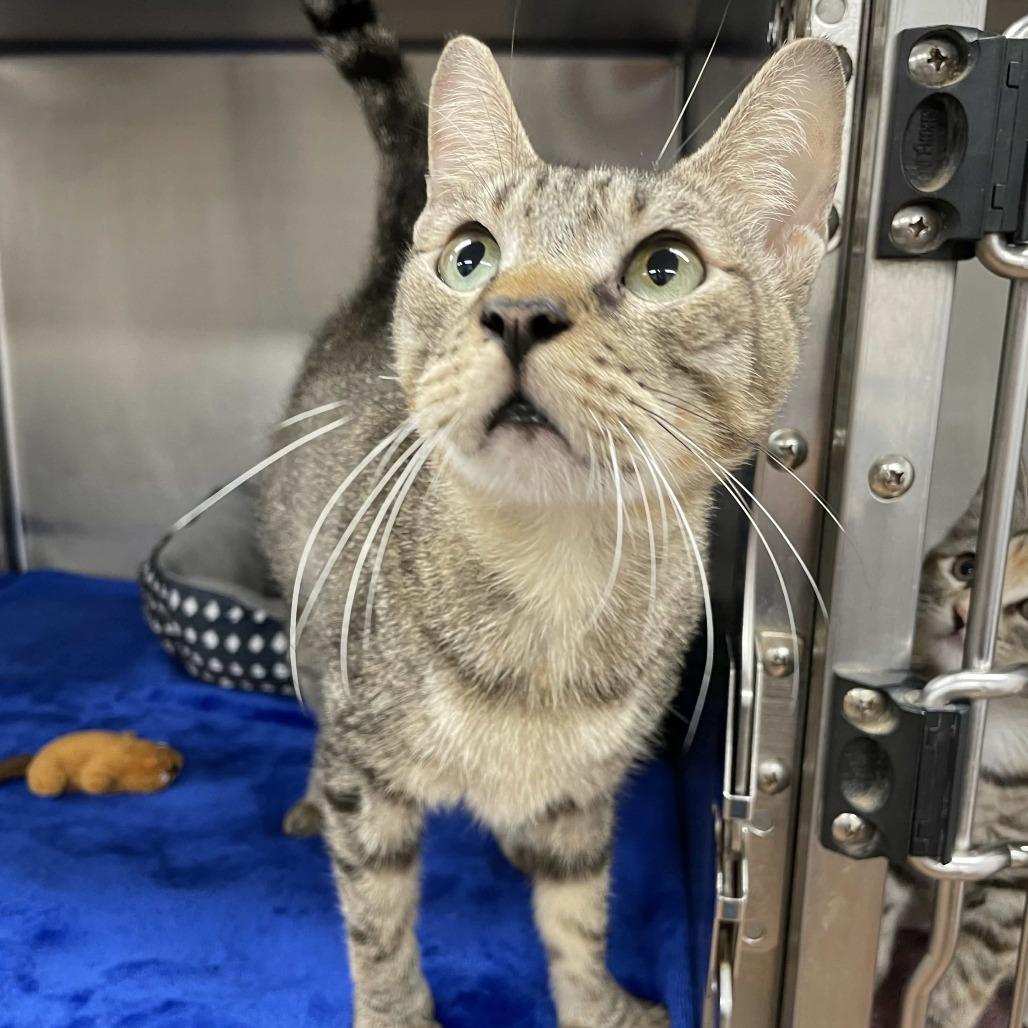 Enlarge Bruce, a Adoptable Domestic Short Hair in Beaumont, TX image 5/5