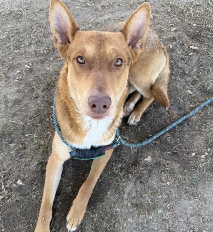 Enlarge Houdini -- URGENT! LONGTIME RESIDENT!, a ADOPTABLE German Shepherd Dog in Thousand Oaks, CA image 1/1