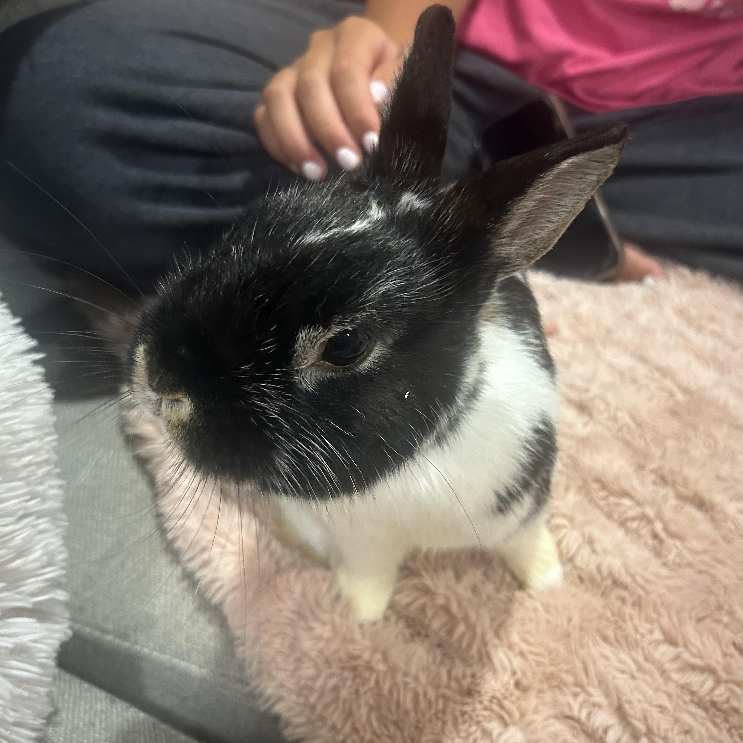 JACKSON, Adoptable, Adult Male Dutch.
