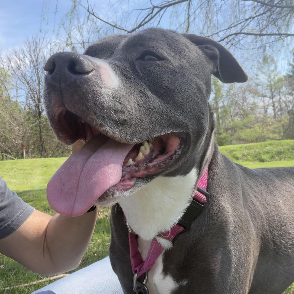 Skylar, Adoptable, Adult Female Pit Bull Terrier.