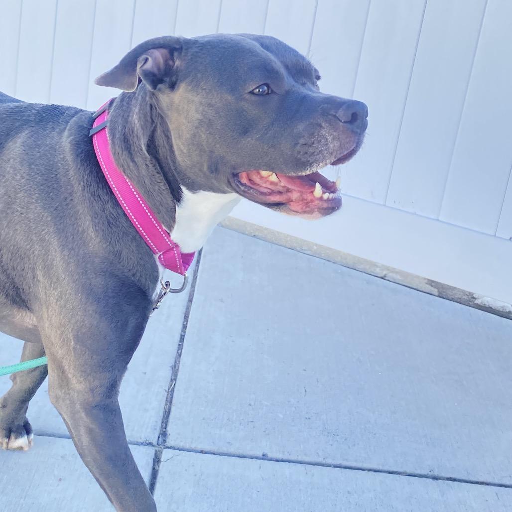 Skylar, Adoptable, Adult Female Pit Bull Terrier.