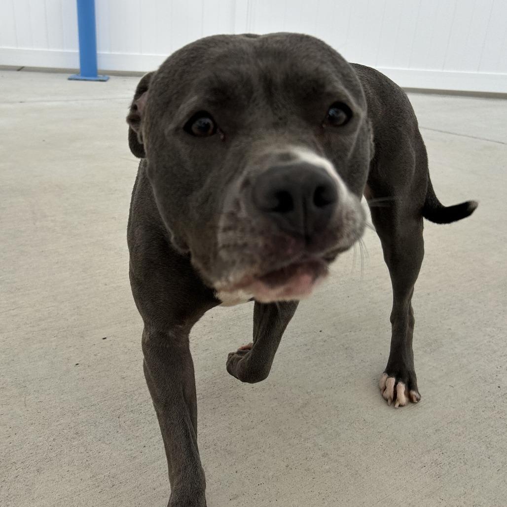 Enlarge Skylar, a Adoptable Pit Bull Terrier in Harrisonburg, VA image 2/6