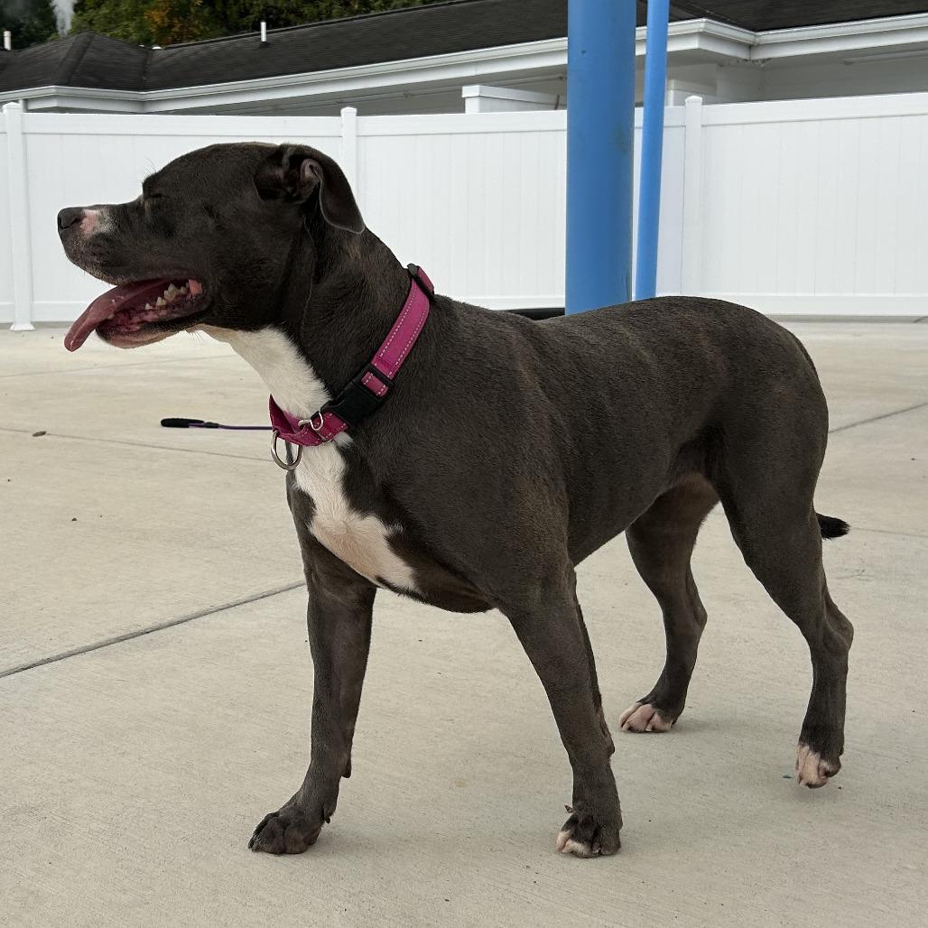 Enlarge Skylar, a Adoptable Pit Bull Terrier in Harrisonburg, VA image 3/6