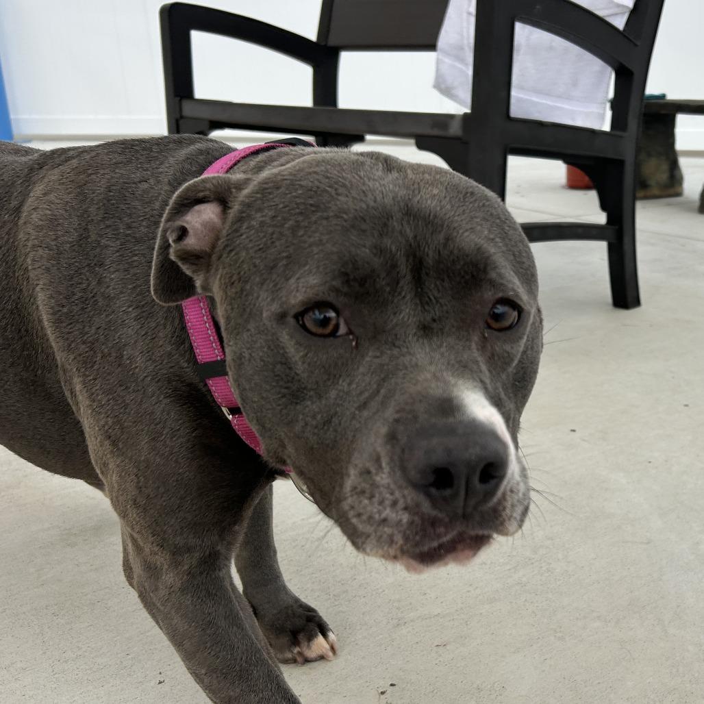 Enlarge Skylar, a Adoptable Pit Bull Terrier in Harrisonburg, VA image 4/6