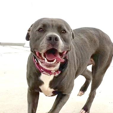 Enlarge Skylar, a Adoptable Pit Bull Terrier in Harrisonburg, VA image 5/6