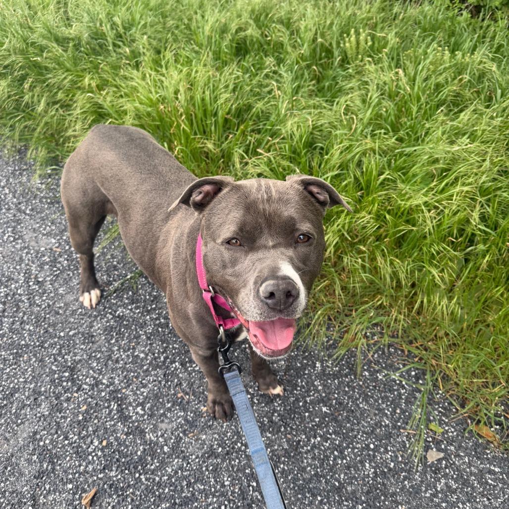 Enlarge Skylar, a Adoptable Pit Bull Terrier in Harrisonburg, VA image 5/6