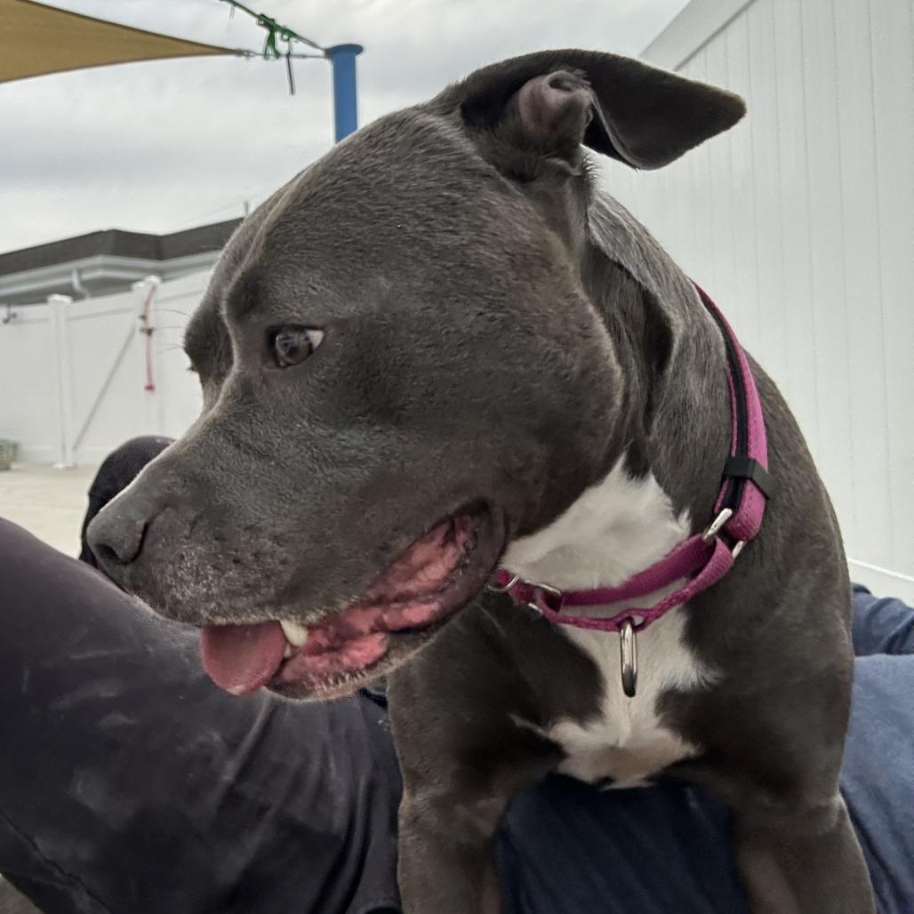 Enlarge Skylar, a Adoptable Pit Bull Terrier in Harrisonburg, VA image 6/6