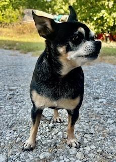 Angel, a ADOPTABLE Chihuahua in Weatherford, TX image 1/5