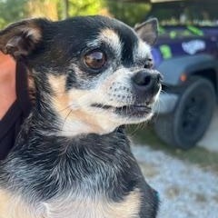 Angel, a ADOPTABLE Chihuahua in Weatherford, TX image 4/5
