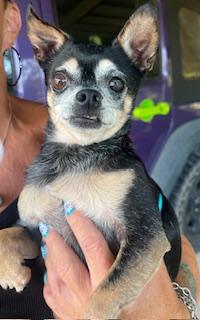 Angel, a ADOPTABLE Chihuahua in Weatherford, TX image 2/5