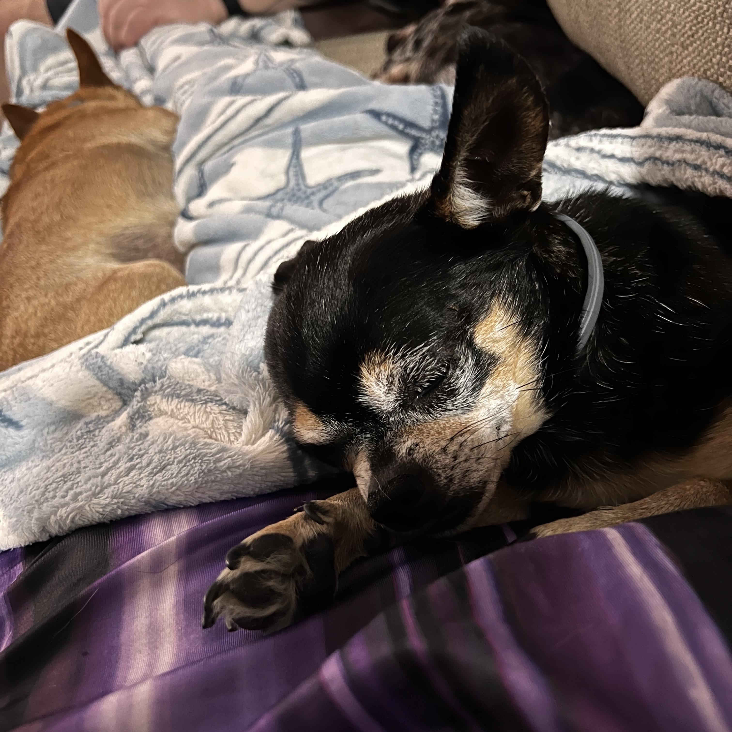 Angel, a ADOPTABLE Chihuahua in Weatherford, TX image 3/5